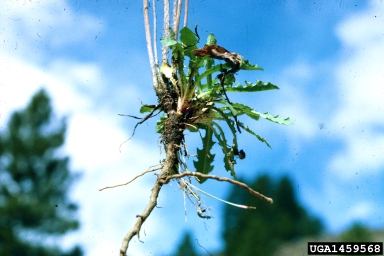 rush skeletonweed, Chondrilla juncea  (Asterales: Asteraceae) - 1459568