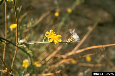 rush skeletonweed, Chondrilla juncea  (Asterales: Asteraceae) - 1459575