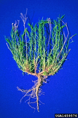 broom snakeweed, Gutierrezia sarothrae  (Asterales: Asteraceae) - 1459576