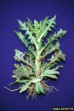 spiny sowthistle, Sonchus asper  (Asterales: Asteraceae) - 1459578