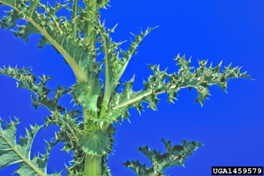 spiny sowthistle, Sonchus asper  (Asterales: Asteraceae) - 1459579