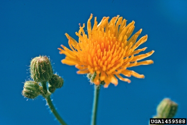 perennial sowthistle, Sonchus arvensis  (Asterales: Asteraceae) - 1459588