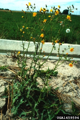 perennial sowthistle, Sonchus arvensis  (Asterales: Asteraceae) - 1459594