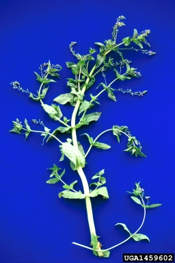 water speedwell, Veronica anagallis-aquatica  (Scrophulariales: Scrophulariaceae) - 1459602
