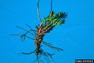 leafy spurge, Euphorbia esula  (Euphorbiales: Euphorbiaceae) - 1459622