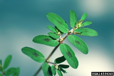 spotted spurge, Euphorbia maculata  (Euphorbiales: Euphorbiaceae) - 1459640