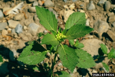 toothed spurge, Euphorbia dentata  (Euphorbiales: Euphorbiaceae) - 1459644