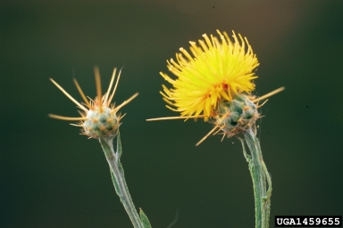 yellow starthistle, Centaurea solstitialis  (Asterales: Asteraceae) - 1459655
