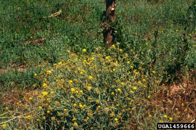 yellow starthistle, Centaurea solstitialis  (Asterales: Asteraceae) - 1459666