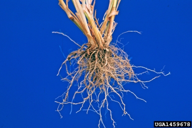 stinkgrass, Eragrostis cilianensis  (Cyperales: Poaceae) - 1459678