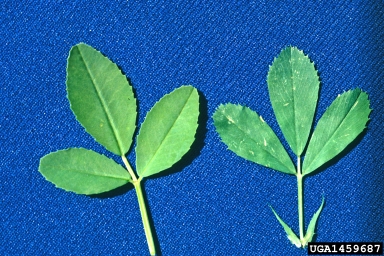 yellow sweetclover, Melilotus officinalis  (Fabales: Fabaceae (Leguminosae)) - 1459687