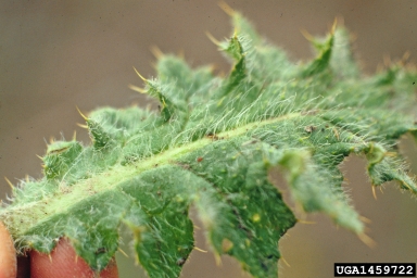bull thistle, Cirsium vulgare  (Asterales: Asteraceae) - 1459722
