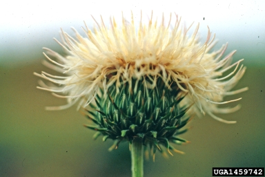 New Mexico thistle, Cirsium neomexicanum  (Asterales: Asteraceae) - 1459742