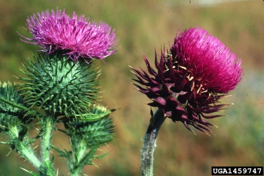 thistle, Cirsium spp.  (Asterales: Asteraceae) - 1459747