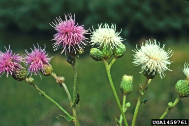 Canada thistle, Cirsium arvense  (Asterales: Asteraceae) - 1459761