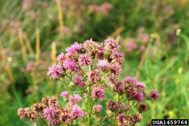 Canada thistle, Cirsium arvense  (Asterales: Asteraceae) - 1459764