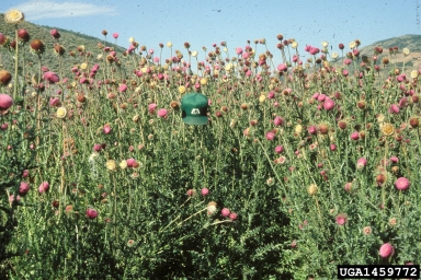 musk thistle, Carduus nutans  (Asterales: Asteraceae) - 1459772