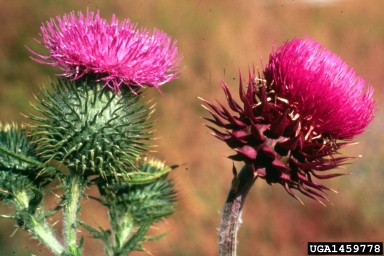 musk thistle, Carduus nutans  (Asterales: Asteraceae) - 1459778