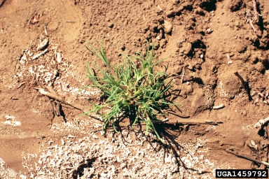 Russian-thistle, Salsola tragus  (Caryophyllales: Chenopodiaceae) - 1459792