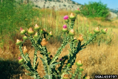 Scotch thistle, Onopordum acanthium  (Asterales: Asteraceae) - 1459797