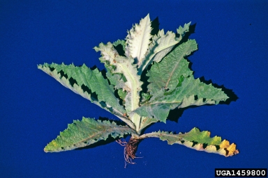 Scotch thistle, Onopordum acanthium  (Asterales: Asteraceae) - 1459800