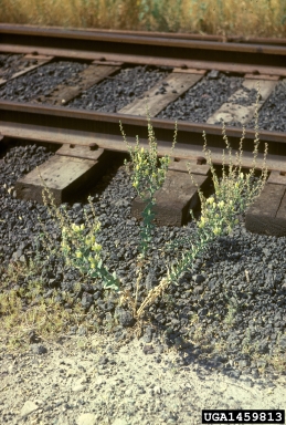 Dalmatian toadflax, Linaria dalmatica  (Scrophulariales: Scrophulariaceae) - 1459813
