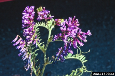 hairy vetch, Vicia villosa  (Fabales: Fabaceae (Leguminosae)) - 1459833