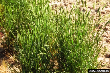 crested wheatgrass, Agropyron cristatum  (Cyperales: Poaceae) - 1459835