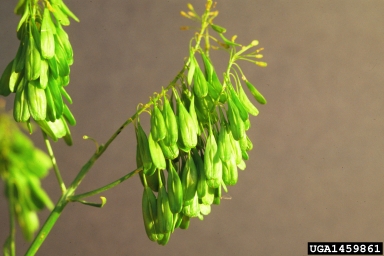 Dyer's woad, Isatis tinctoria  (Capparales: Brassicaceae) - 1459861