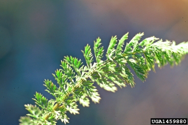 common yarrow, Achillea millefolium  (Asterales: Asteraceae) - 1459880