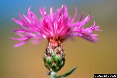 spotted knapweed, Centaurea stoebe ssp. micranthos (Asterales: Asteraceae) - 1459916