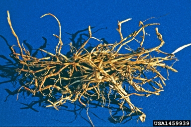 bermudagrass, Cynodon dactylon  (Cyperales: Poaceae) - 1459939