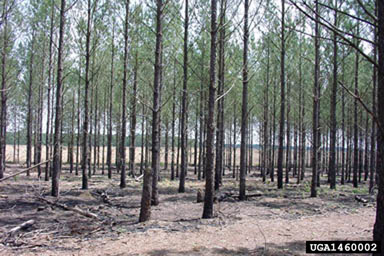 thinning (stand) on loblolly pine (Pinus taeda ) - 1460002