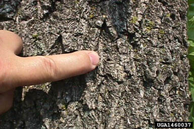 emerald ash borer (Agrilus planipennis ) on ash (Fraxinus spp. ) - 1460037