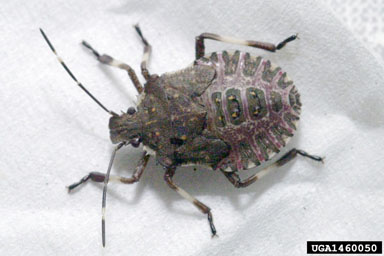 brown marmorated stink bug, Halyomorpha halys  (Hemiptera: Pentatomidae) - 1460050