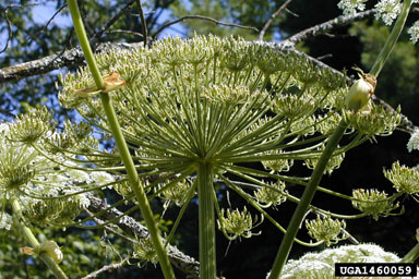 giant hogweed, Heracleum mantegazzianum  (Apiales: Apiaceae) - 1460059