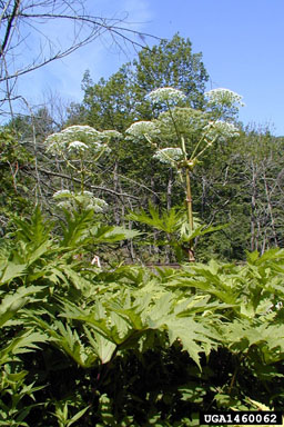 giant hogweed, Heracleum mantegazzianum  (Apiales: Apiaceae) - 1460062