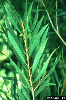 melaleuca, Melaleuca quinquenervia  (Myrtales: Myrtaceae) - 1461017
