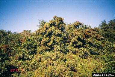 Brazilian peppertree, Schinus terebinthifolius  (Sapindales: Anacardiaceae) - 1461041