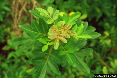 Brazilian peppertree, Schinus terebinthifolius  (Sapindales: Anacardiaceae) - 1461042