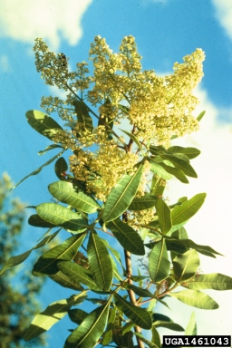 Brazilian peppertree, Schinus terebinthifolius  (Sapindales: Anacardiaceae) - 1461043