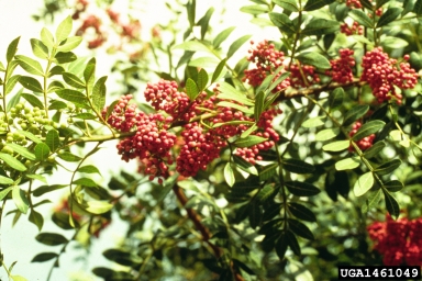Brazilian peppertree, Schinus terebinthifolius  (Sapindales: Anacardiaceae) - 1461049