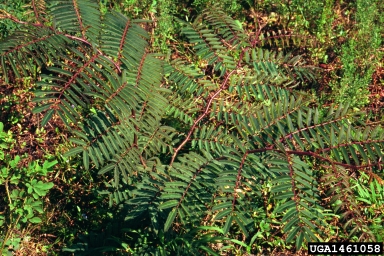 catclaw mimosa, Mimosa pellita  (Fabales: Fabaceae (Leguminosae)) - 1461058