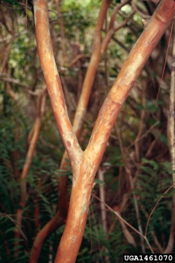 strawberry guava, Psidium cattleianum  (Myrtales: Myrtaceae) - 1461070