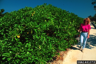 beach naupaka, Scaevola taccada  (Campanulales: Goodeniaceae) - 1461072
