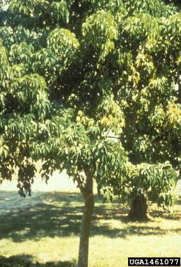 Javanese bishopwood, Bischofia javanica  (Euphorbiales: Euphorbiaceae) - 1461077