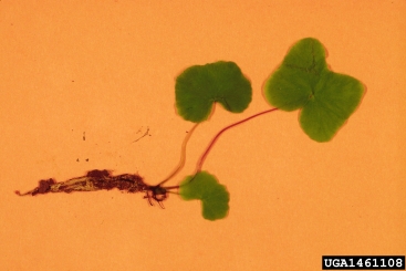 old world climbing fern, Lygodium microphyllum  (Polypodiales: Lygodiaceae) - 1461108