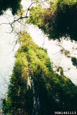old world climbing fern, Lygodium microphyllum  (Polypodiales: Lygodiaceae) - 1461113