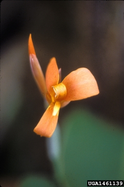 canna, Canna spp.  (Zingiberales: Cannaceae) - 1461139