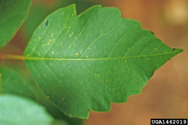 eastern poison-ivy, Toxicodendron radicans  (Sapindales: Anacardiaceae) - 1462019